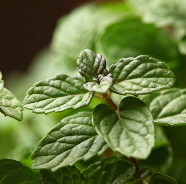 Pepparmynta, pluggplanta